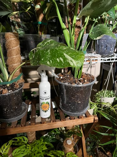 Customer photo review of Houseplant Pest Spray