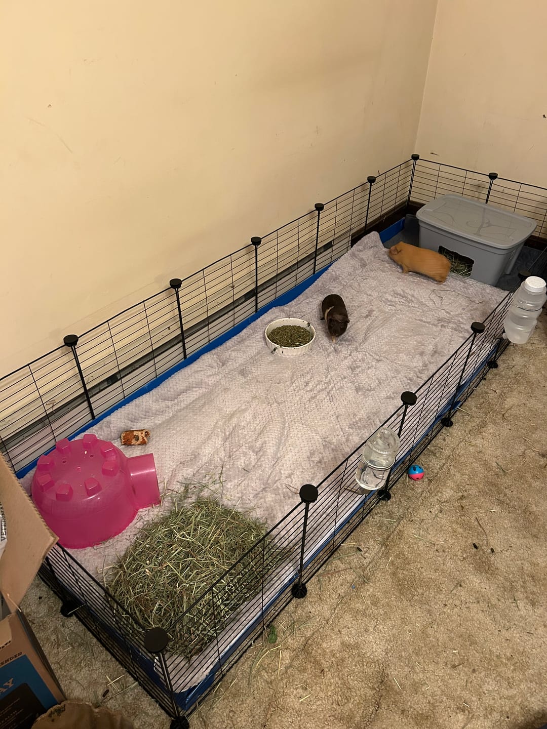 Customer photo review of 6x2 Guinea Pig C&C Cage - Our largest cage