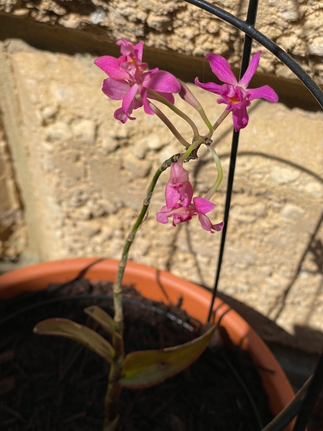Customer photo review of Crucifix Orchid | Epidendrums | Orchidaceae