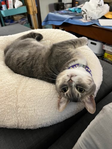 Customer photo review of Marshmallow Pudding Bed