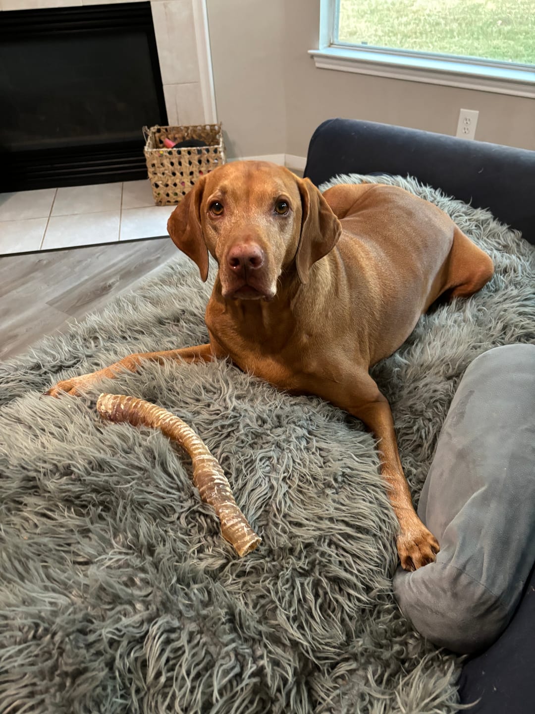 Customer photo review of 12 Inch Beef Trachea