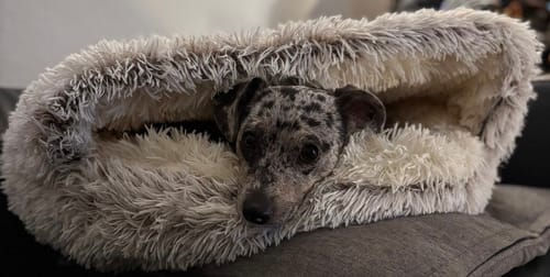 Customer photo review of Burrow Buddy™ - Pet Bed