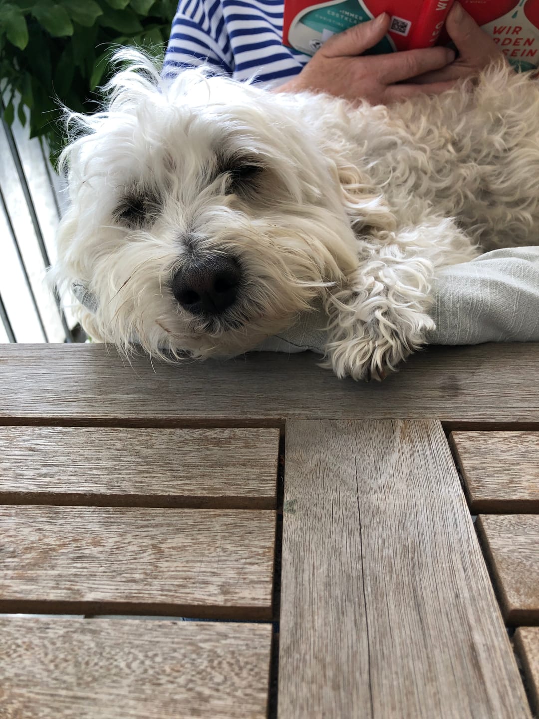 Customer photo review of Allergietest Basic Hund