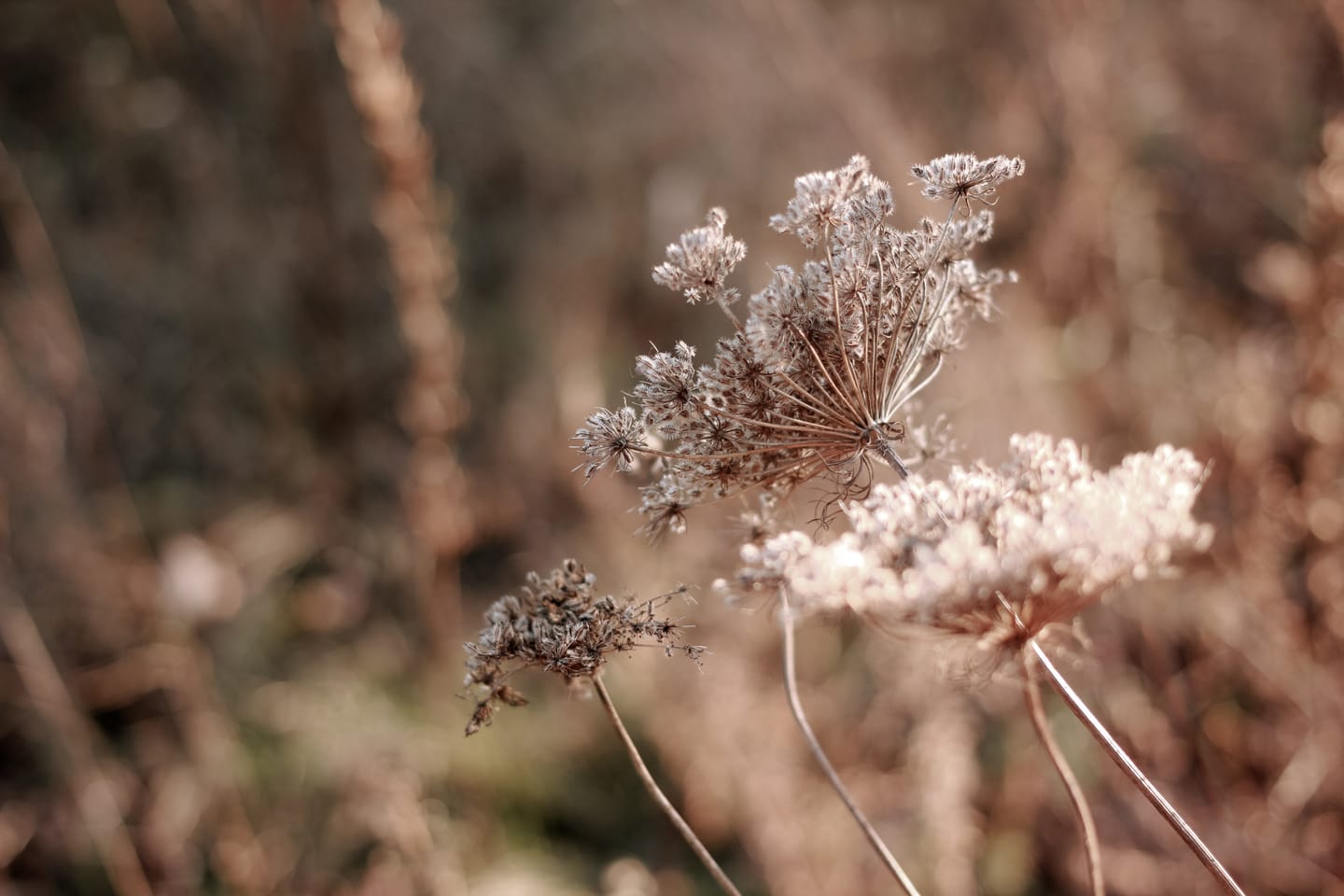 Customer photo review of AUTUMN FILM LIGHTROOM PRESETS