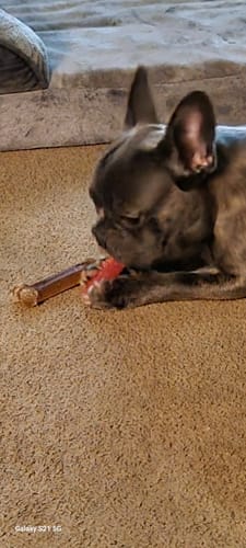 Customer photo review of MIX FLAVORED (Strawberry, Banana, Pumpkin, & Blueberry): A PACK OF 4 STICKS