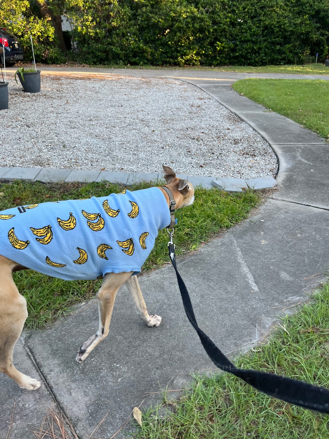 Customer photo review of Banana Knit Dog Sweater