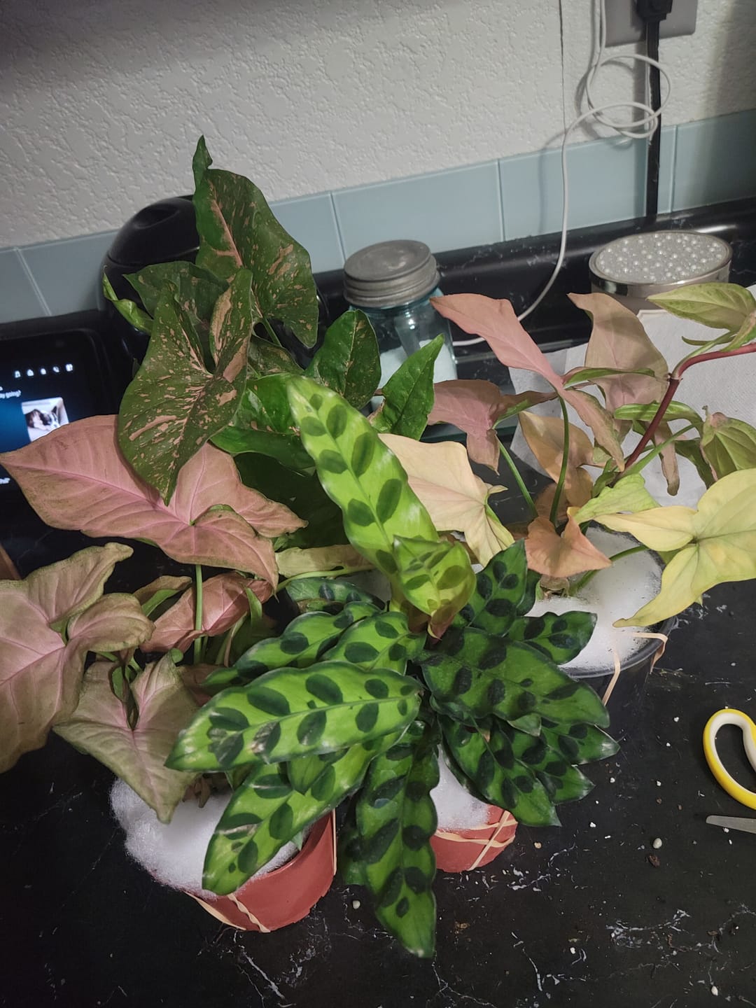 Customer photo review of Calathea lancifolia "Rattlesnake"