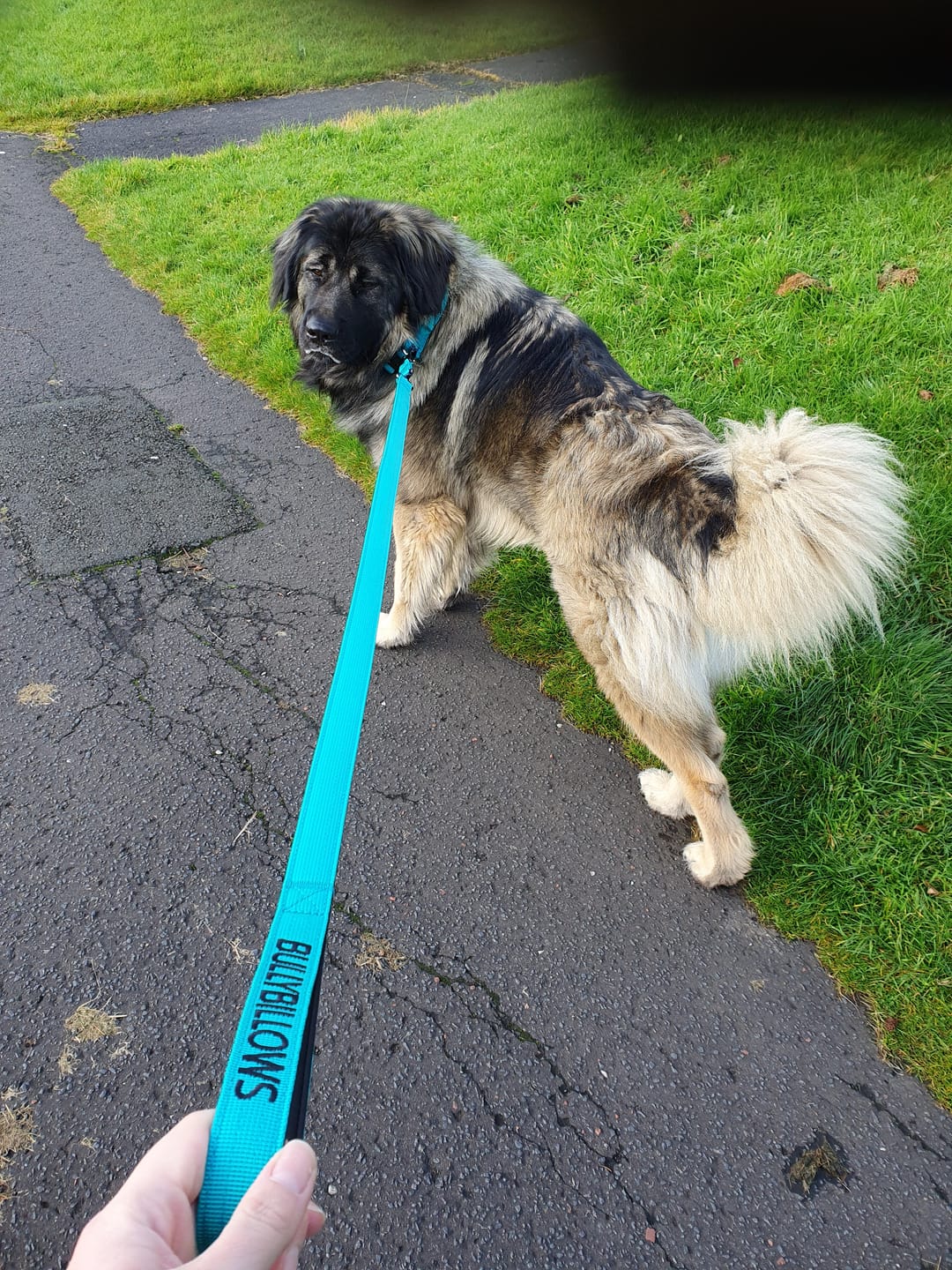 Customer photo review of 5cm Combat® Collar | With Handle & Secure Clip - Turquoise