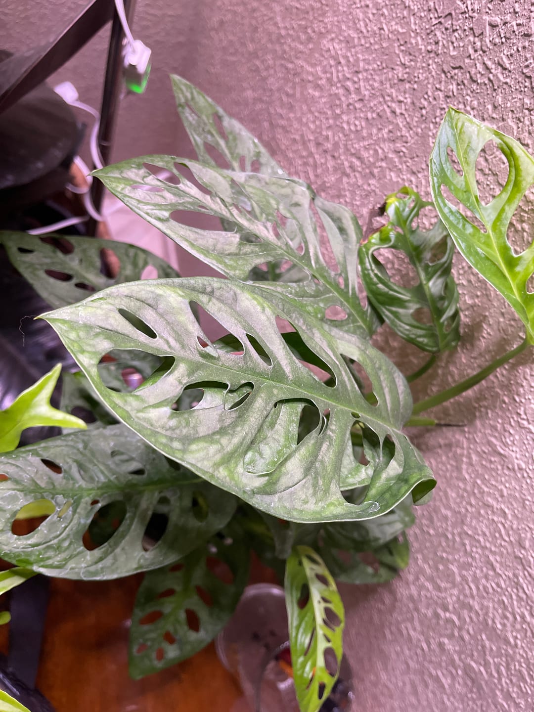 Customer photo review of Monstera adansonii Wide Leaf