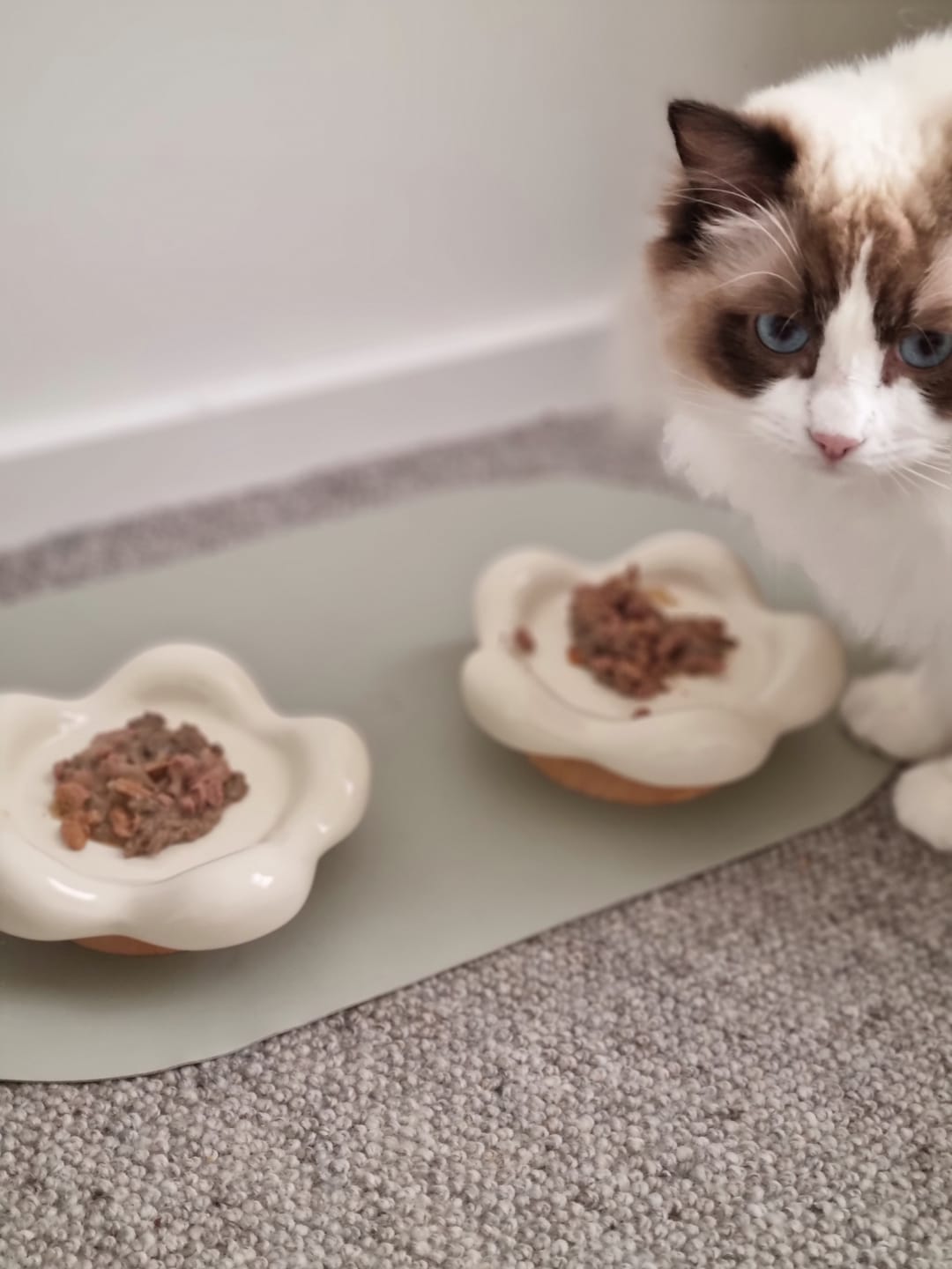Customer photo review of Flower-Shaped Ceramic Pet Food Plate Cat Bowl