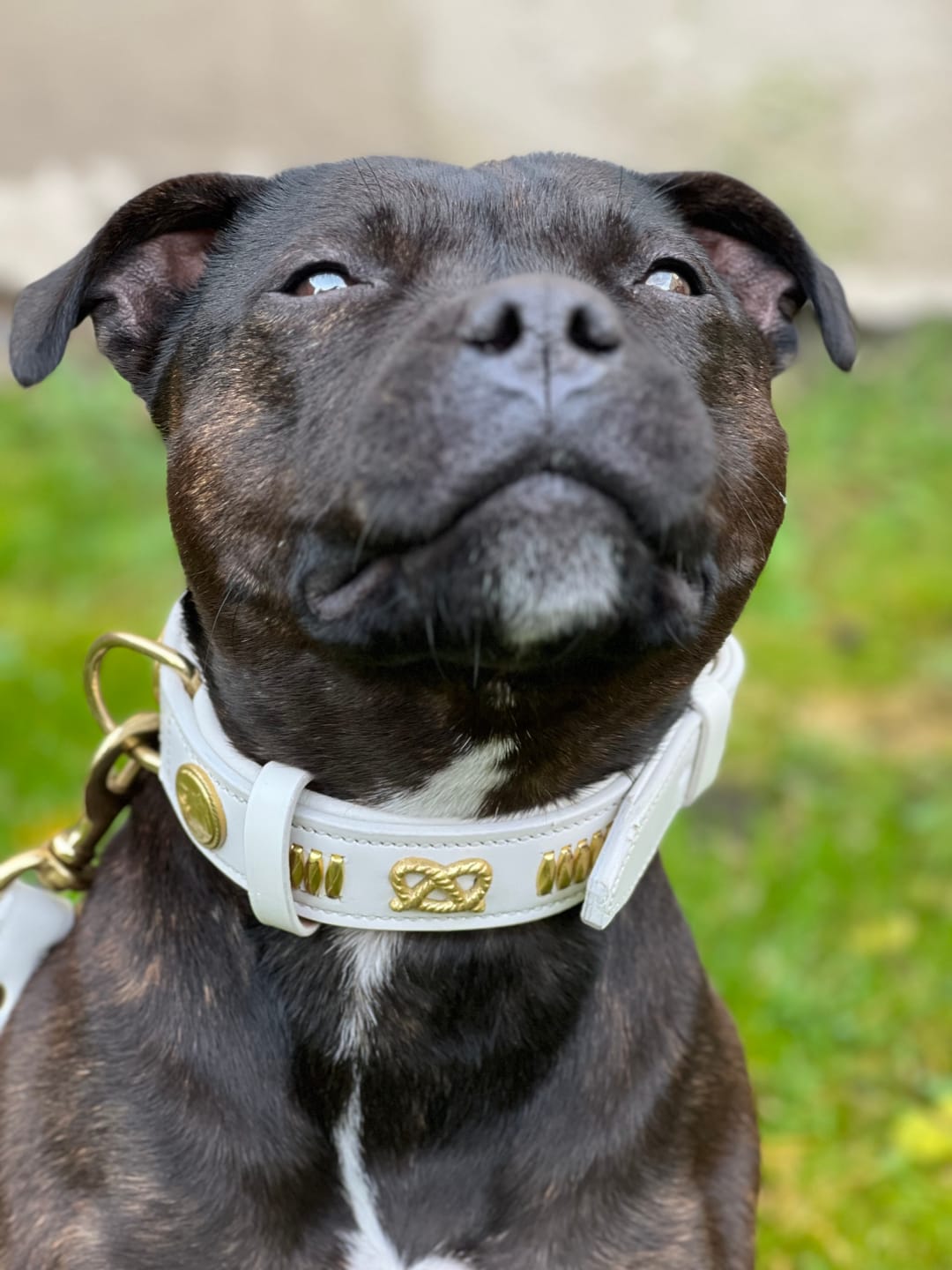 Customer photo review of Staffordshire Bull Terrier 1935® Leather Collar & Leash Set - Gladiator - White & Gold