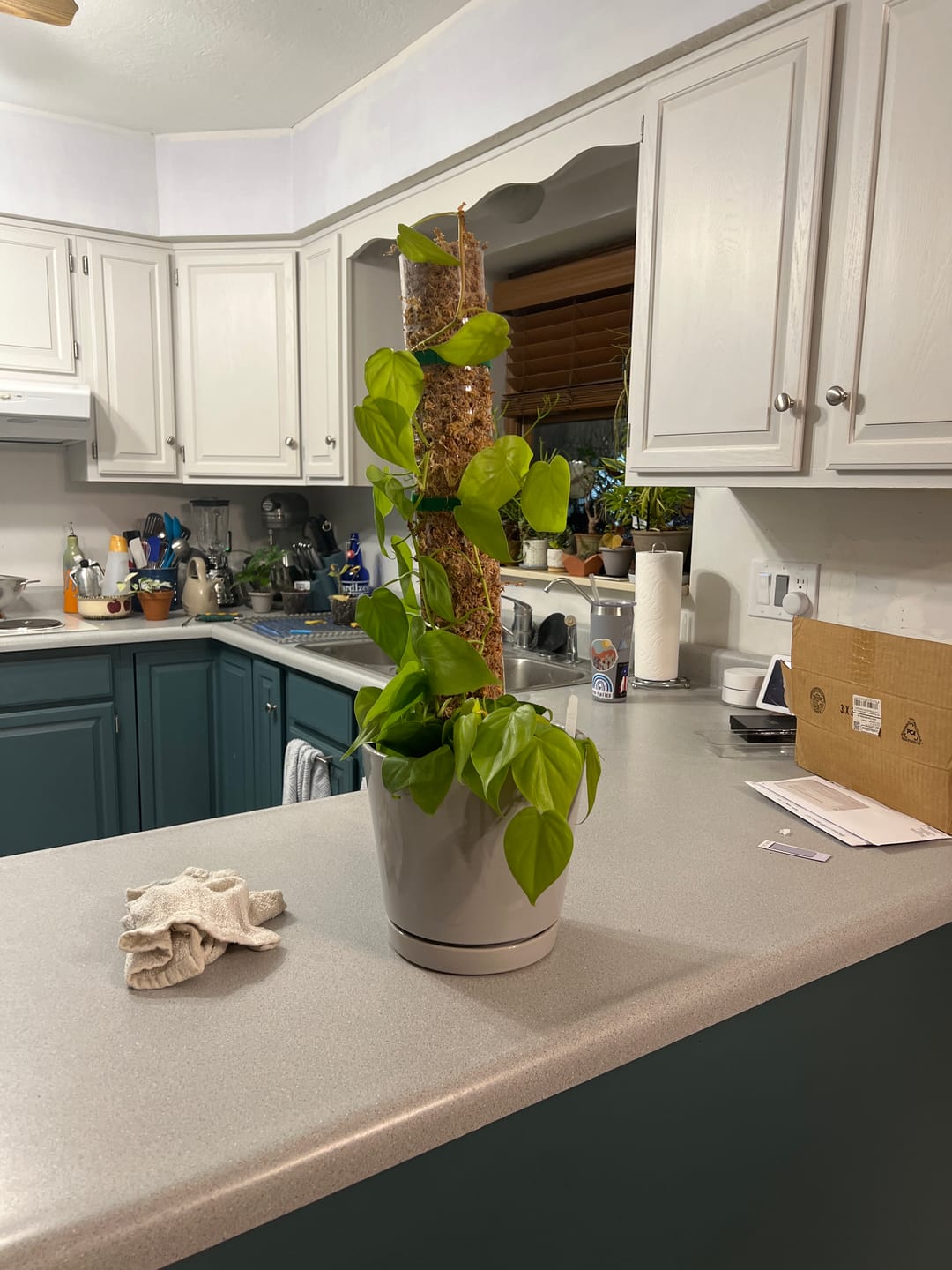 Customer photo review of Philodendron hederaceum 'Lemon Lime'