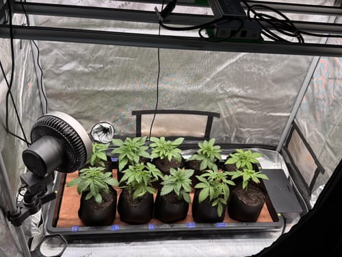Customer photo review of AutoPot Tray2Grow Systems