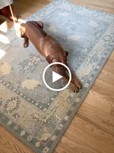 Customer video review of Extra Thick Bully Sticks - 12 Inch