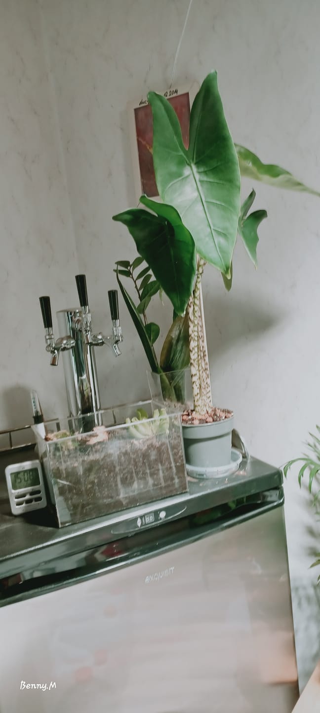 Customer photo review of ALOCASIA ZEBRINA
