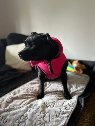 Customer photo review of Dog Coat With Zip - Shower Proof - Carmine Rose