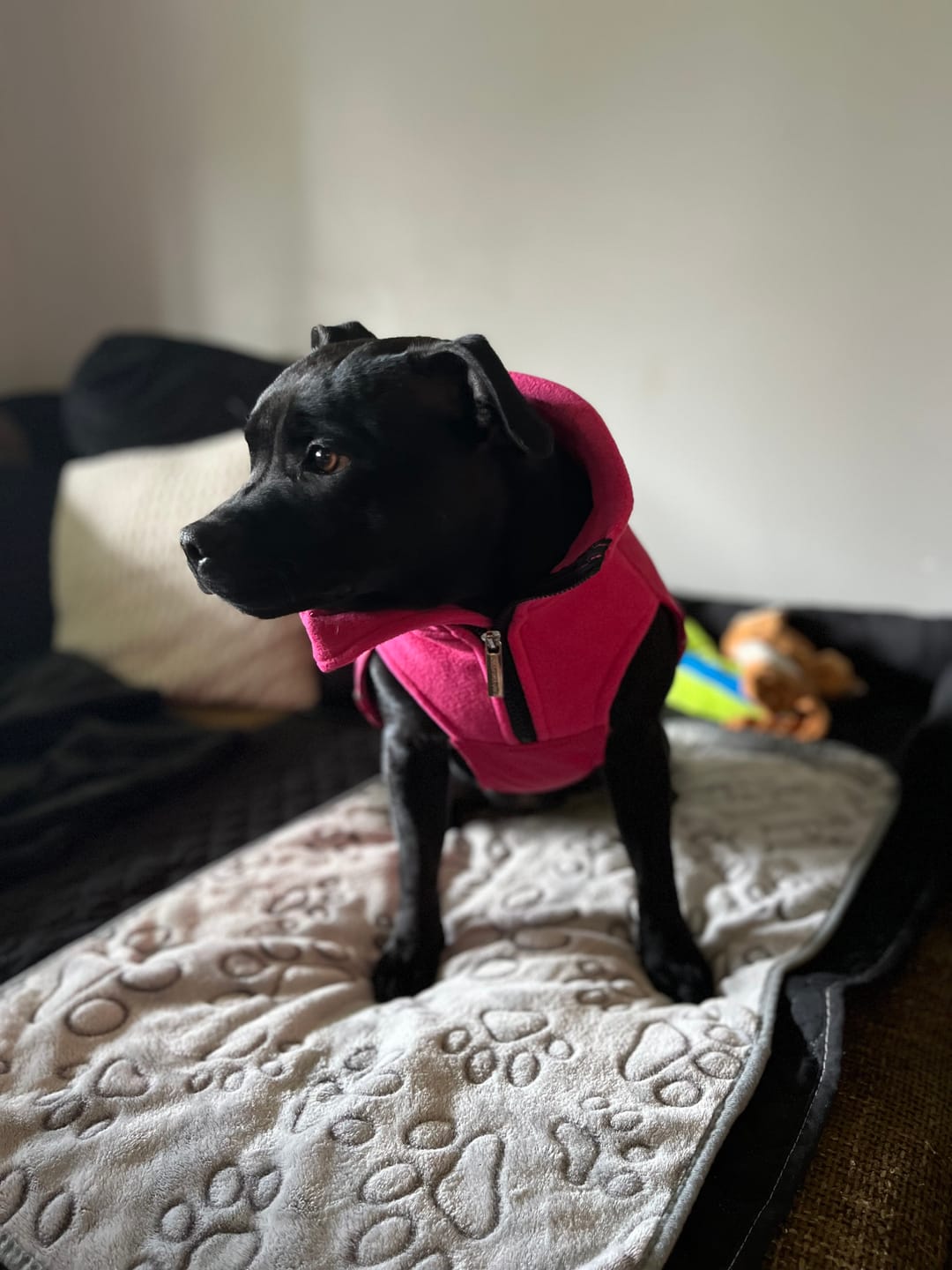 Customer photo review of Dog Coat With Zip - Shower Proof - Carmine Rose