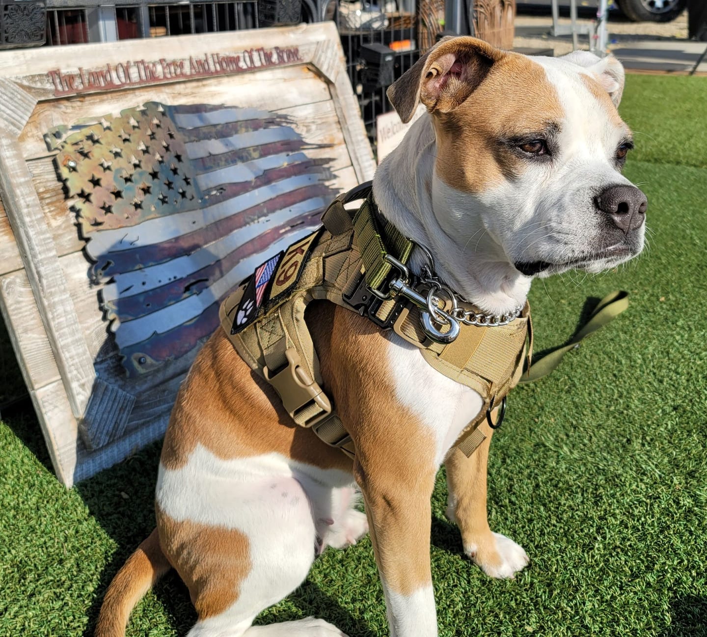 Customer photo review of Tactical Utility MOLLE Pouch For Harness (3-Piece Set)