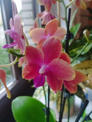 Customer photo review of Große Two of Us Duftorchidee Bolgheri mit 4 Stielen