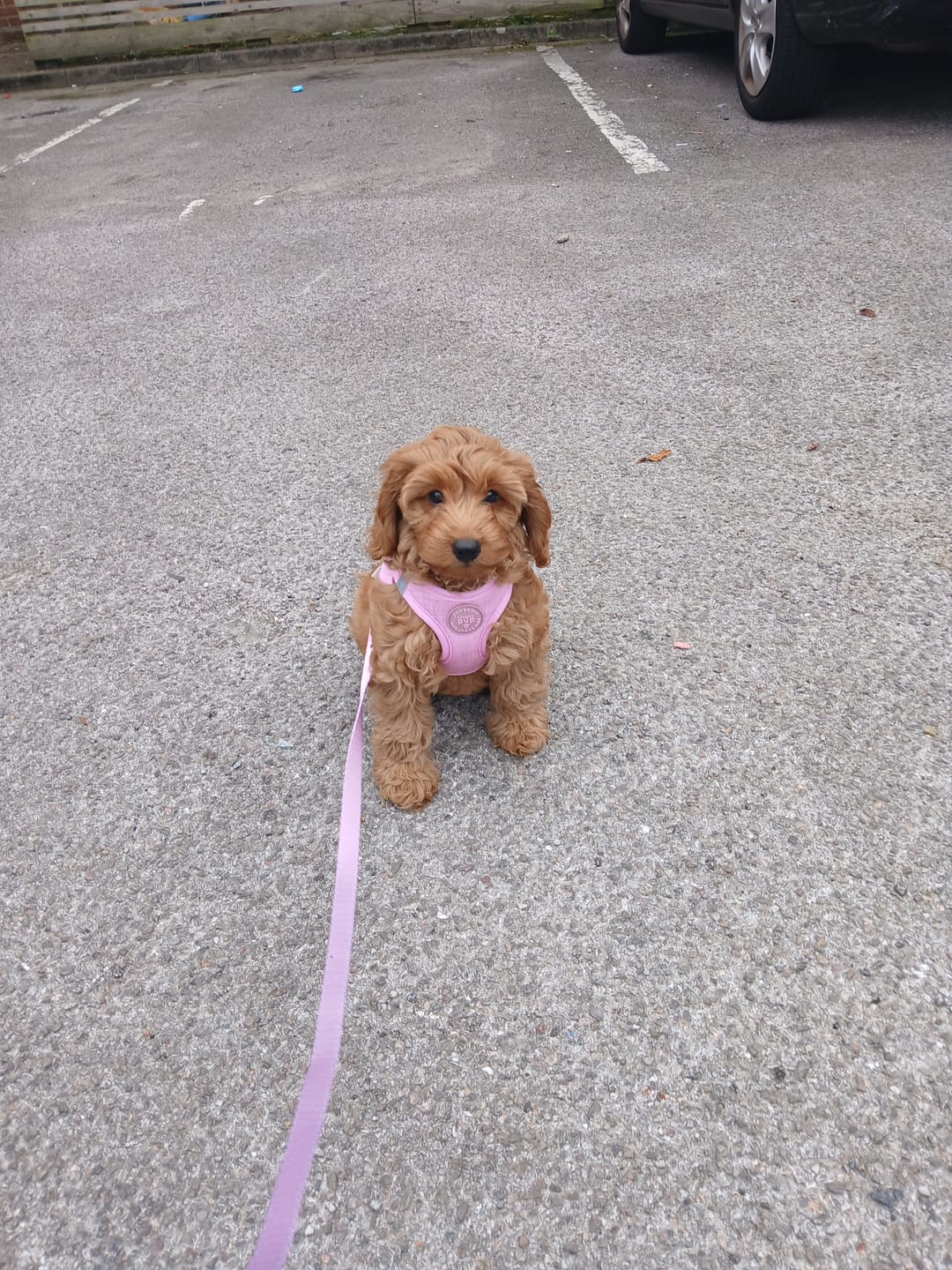 Customer photo review of Pawsome Pup Harness - Pink