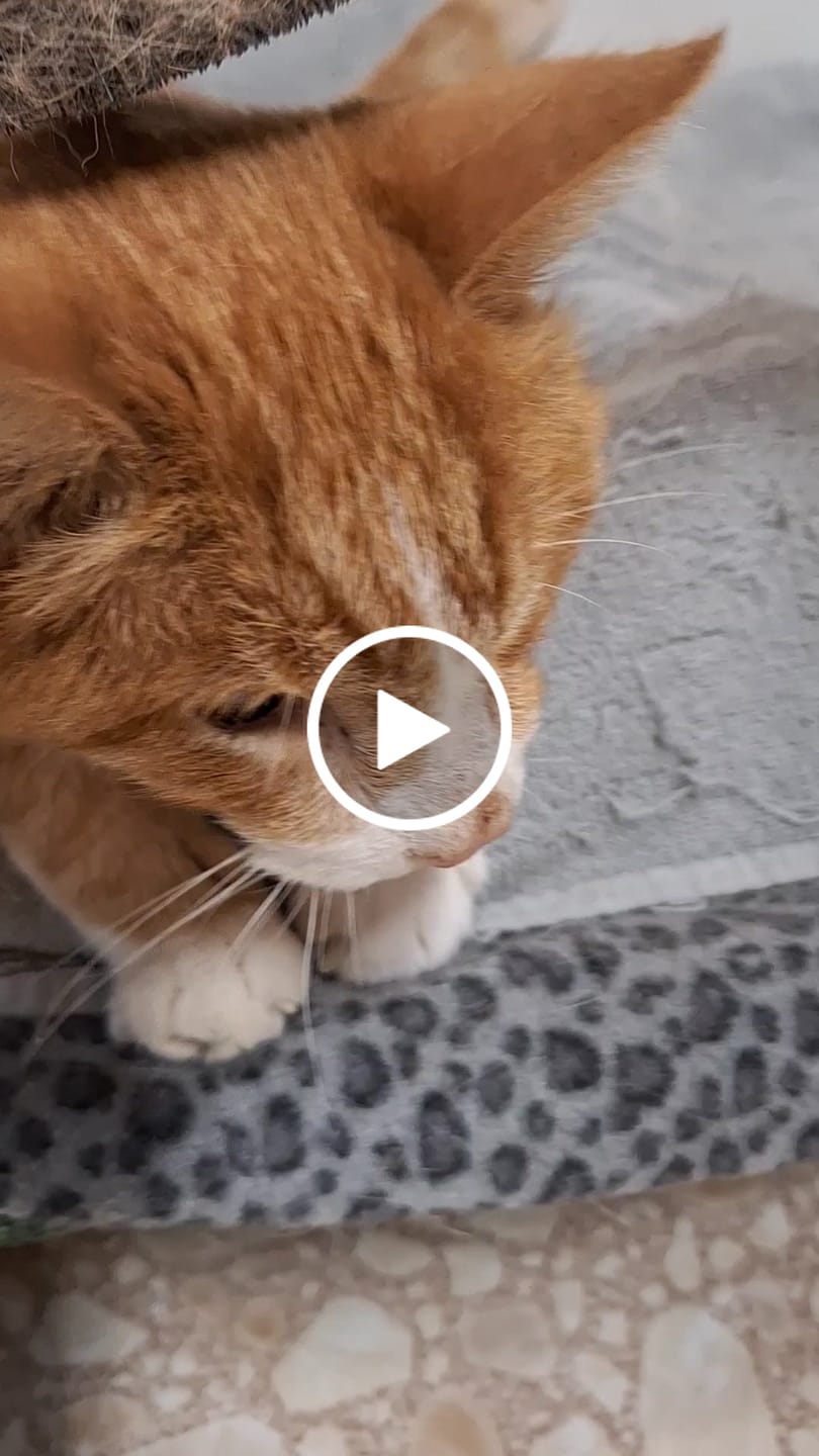 Customer video review of Royal Canin Renal Support Liquid Feline 4pack