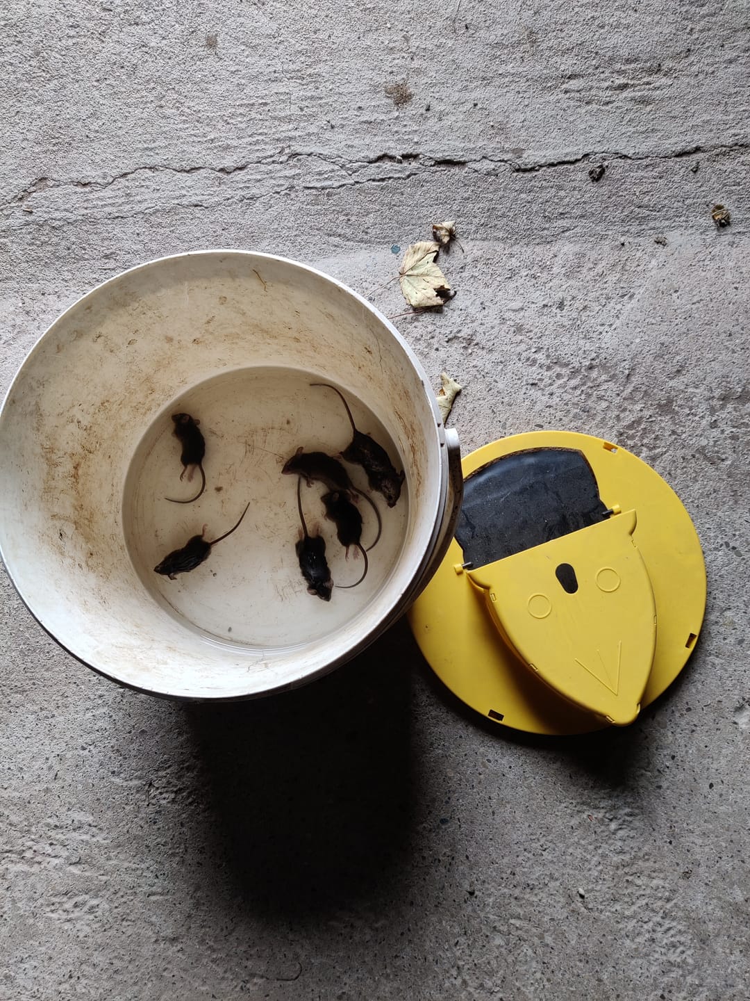 Customer photo review of Piège à Rats, Mulots et Souris à Trappe intelligente