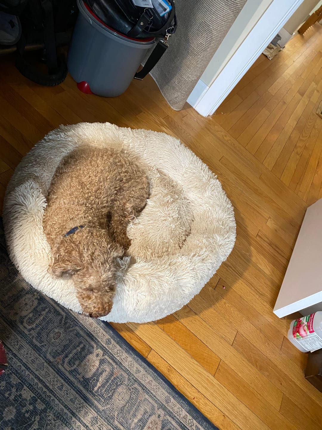 Customer photo review of Brooklyn® Deep Sleep Pet Bed