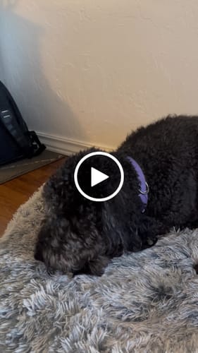 Customer video review of MIX FLAVORED (Strawberry, Banana, Pumpkin, & Blueberry): A PACK OF 4 STICKS