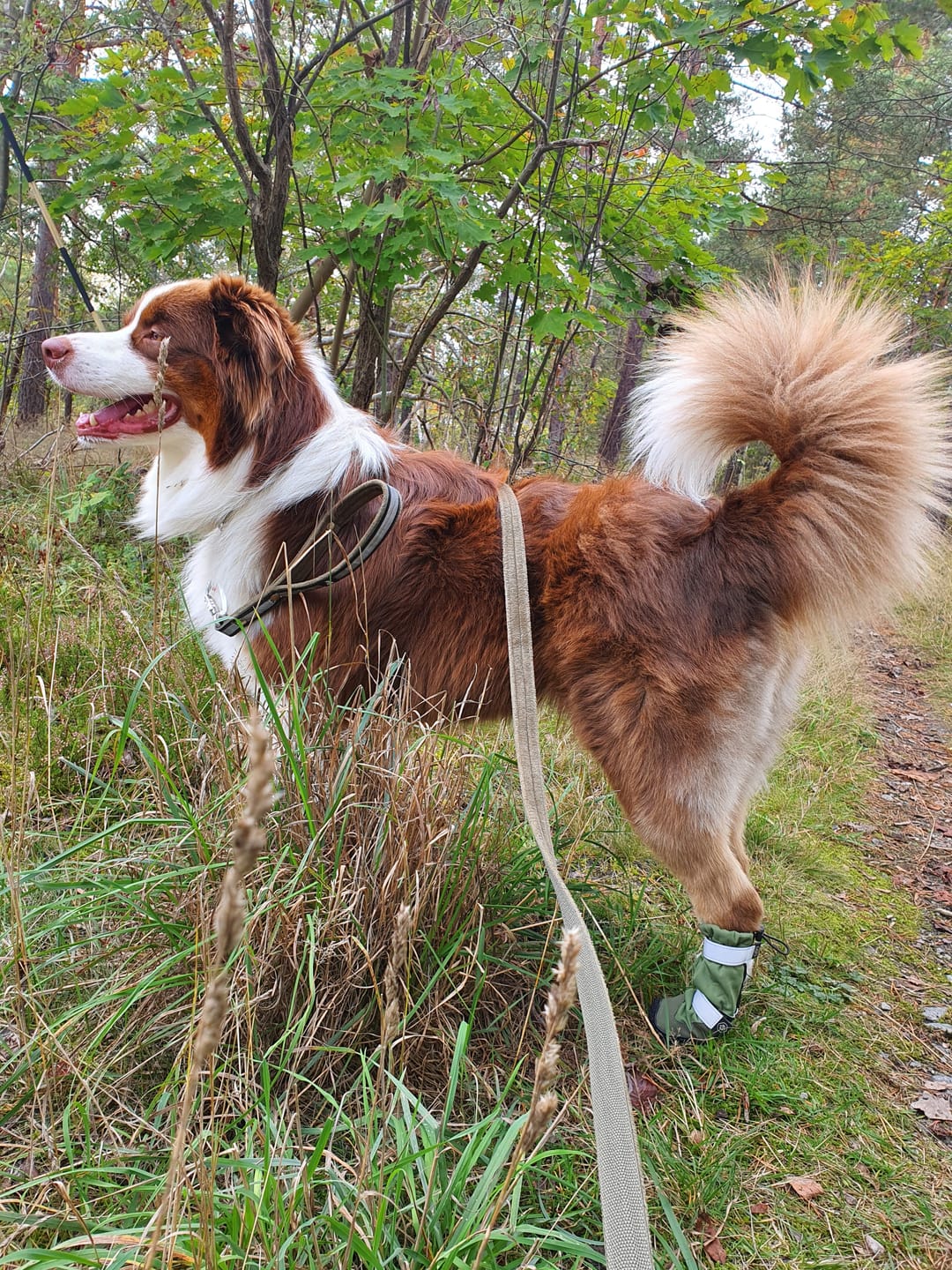 Customer photo review of Flex Shell Waterproof Dog Boots - Green