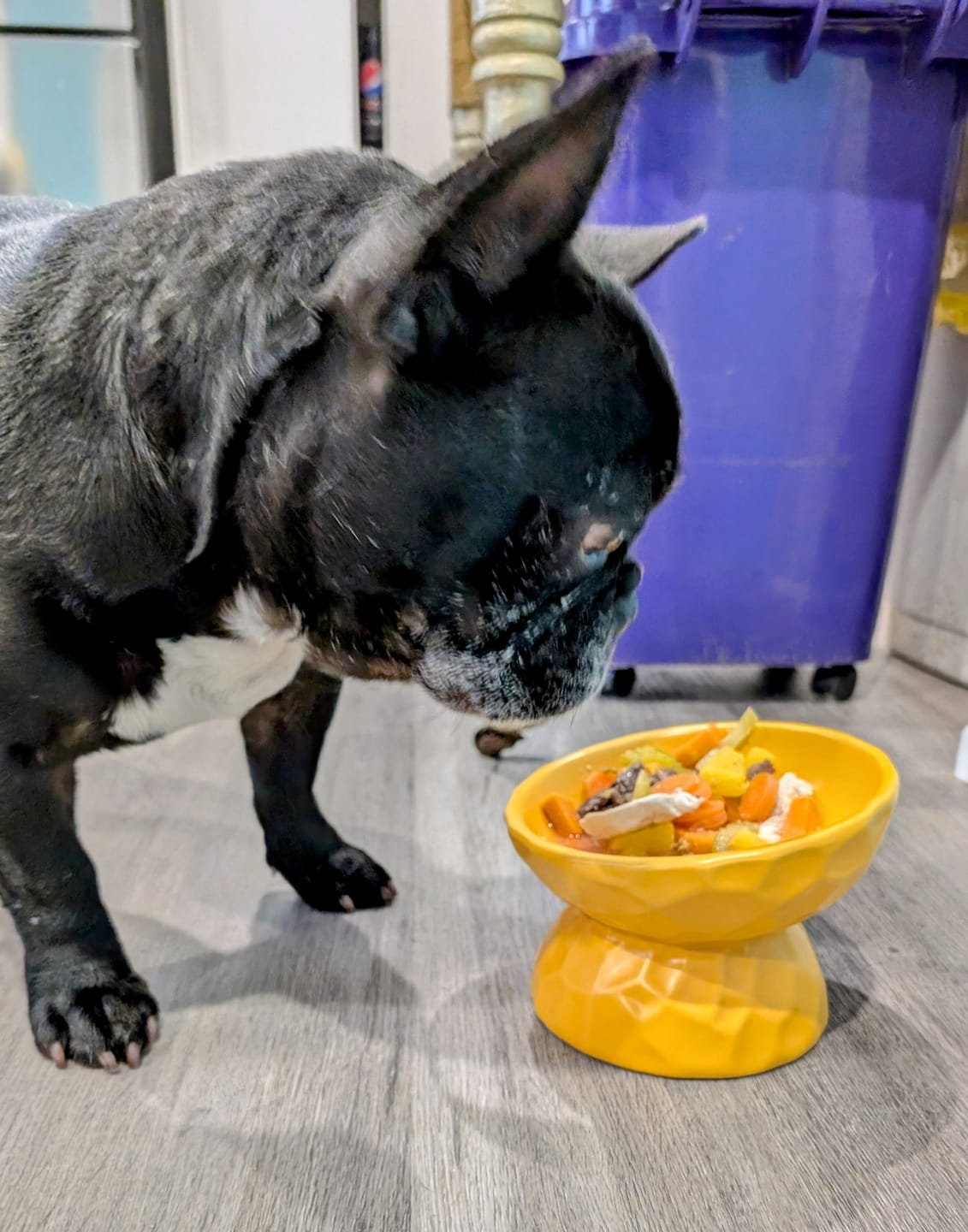 Customer photo review of Tilting Ceramic Cat Bowls With Uneven Texture