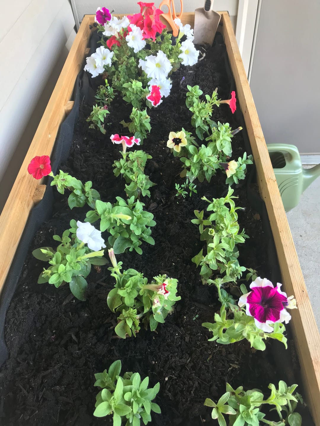 Customer photo review of Raised Garden Bed - 46cm x 122cm x 76cm