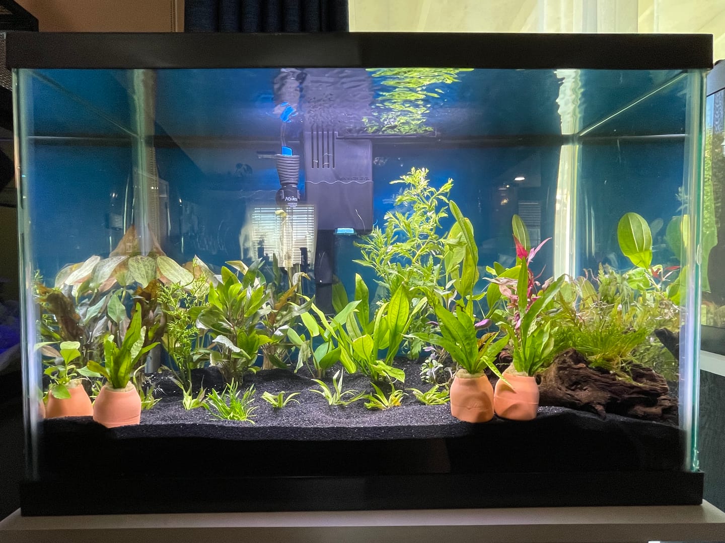 Customer photo review of Water Sprite Ceratopteris Thalictroides
