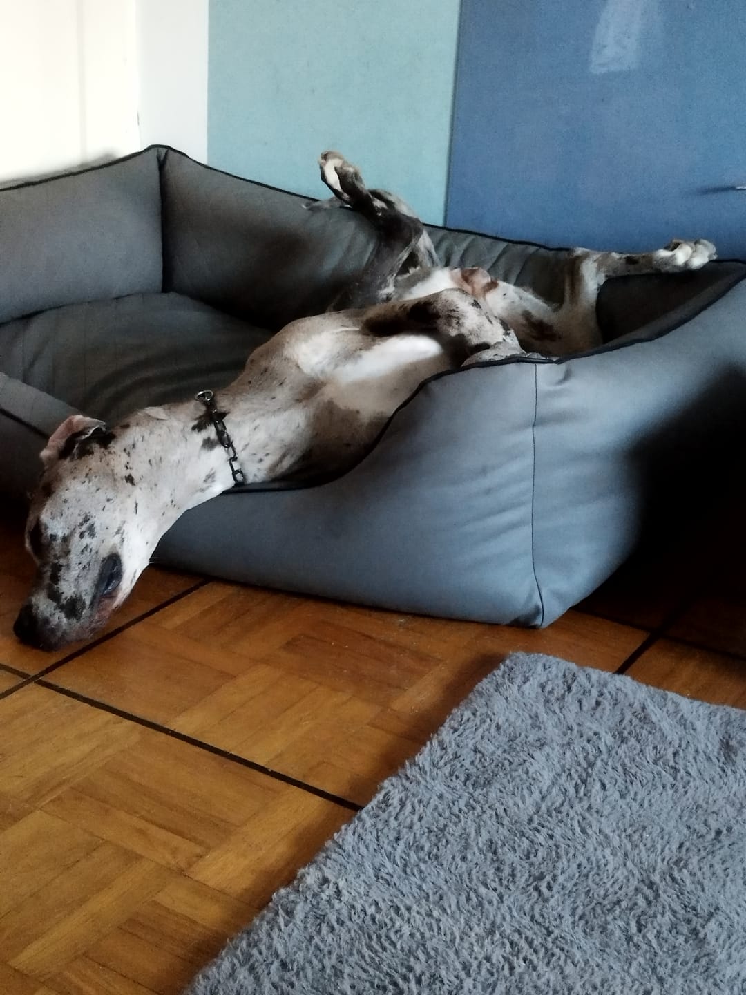 Customer photo review of Allergietest Pro Hund