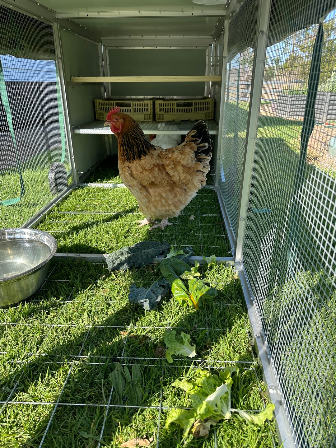 Customer photo review of Canvas Cover for Chicken Coop / Chicken Tractor