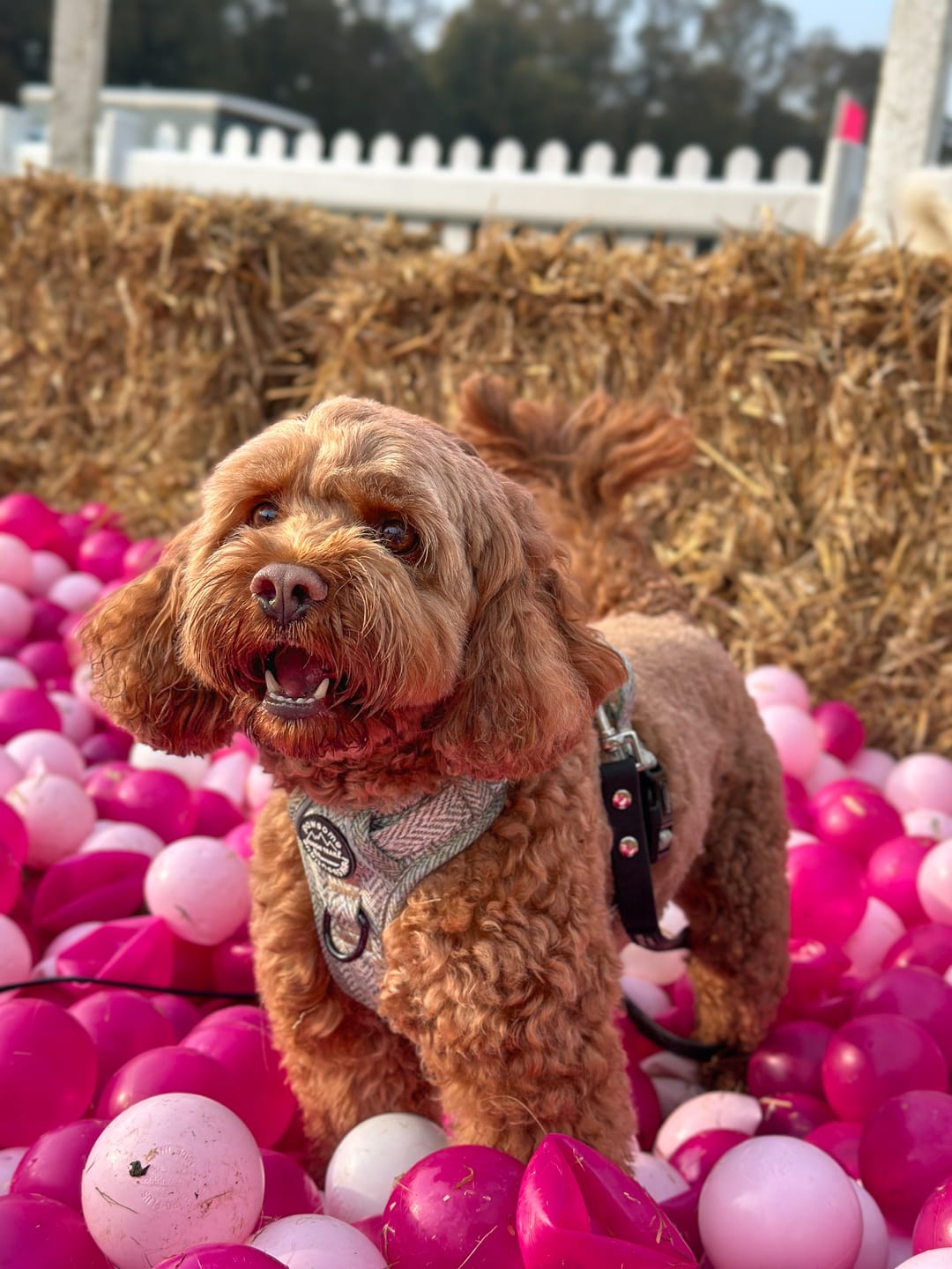 Customer photo review of Tough Trails™ Harness - Country Thyme