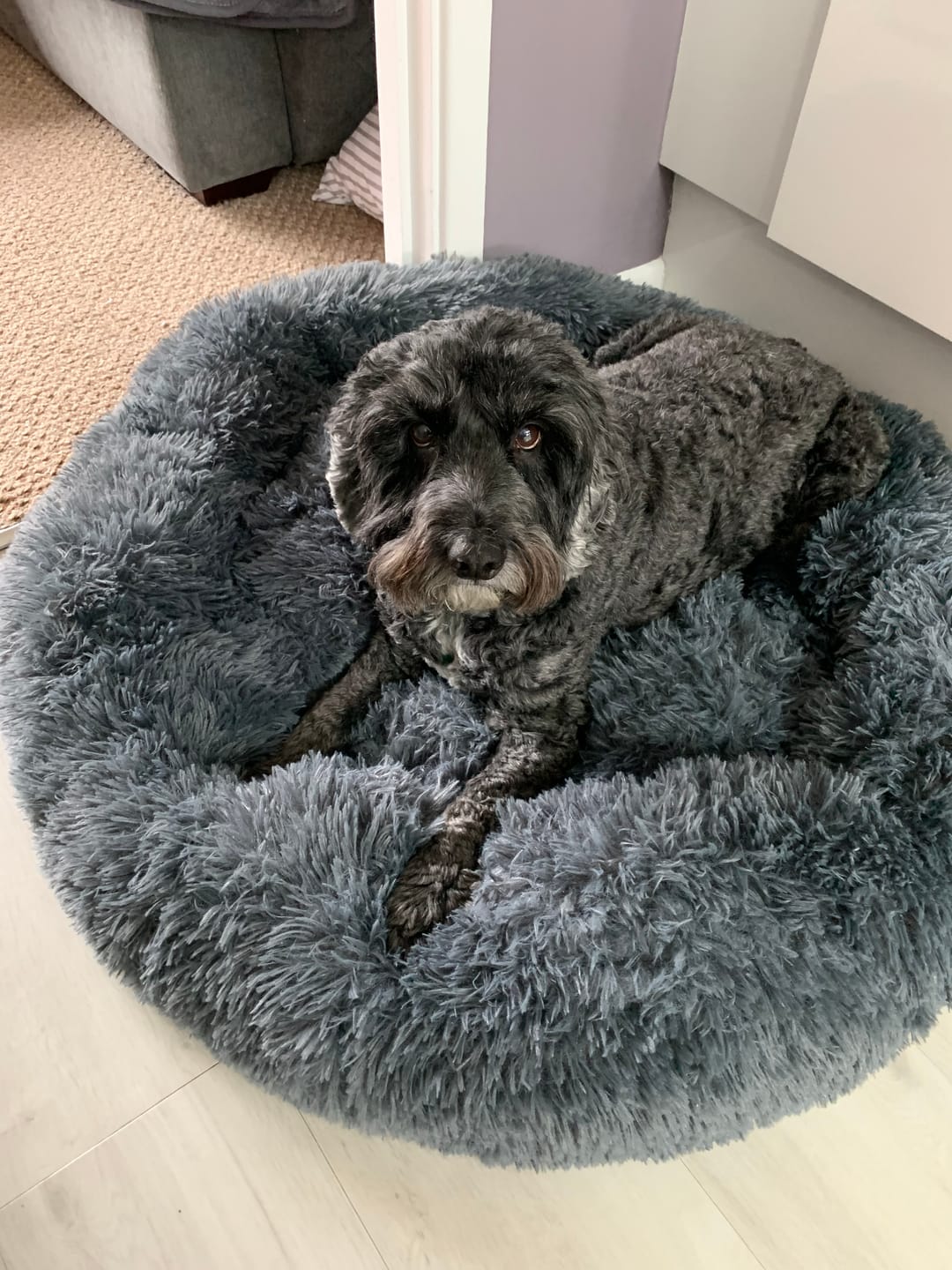 Customer photo review of Calming Dog Bed