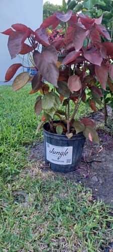 Customer photo review of CopperLeaf - Red