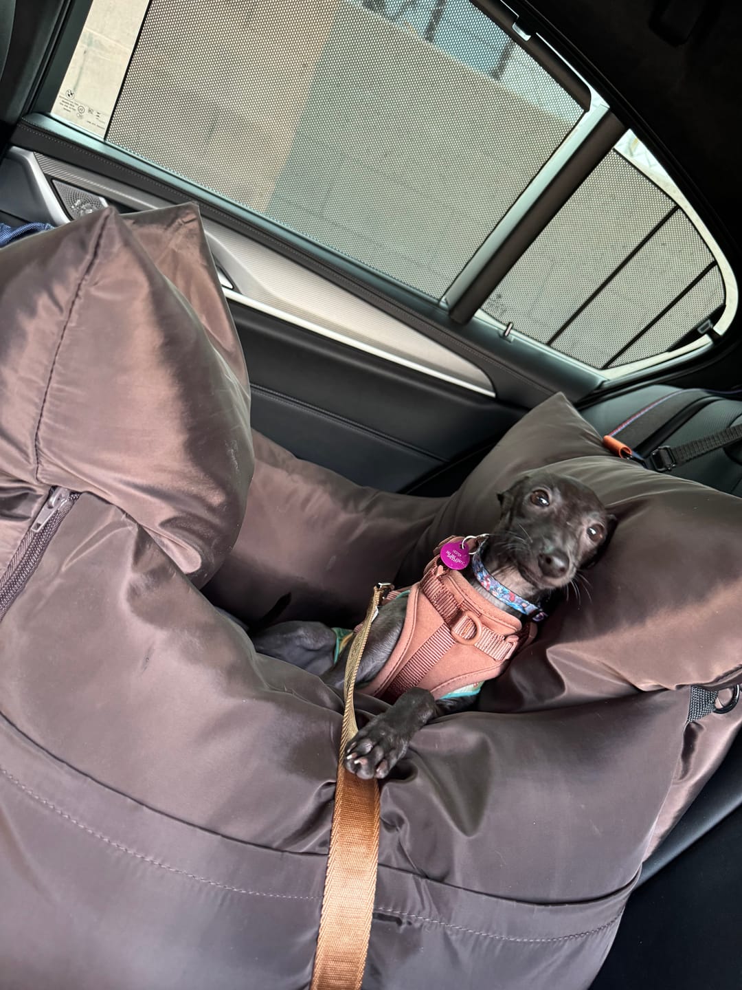 Customer photo review of Replacement Isofix Skin - Travel Dog Pod 2.0