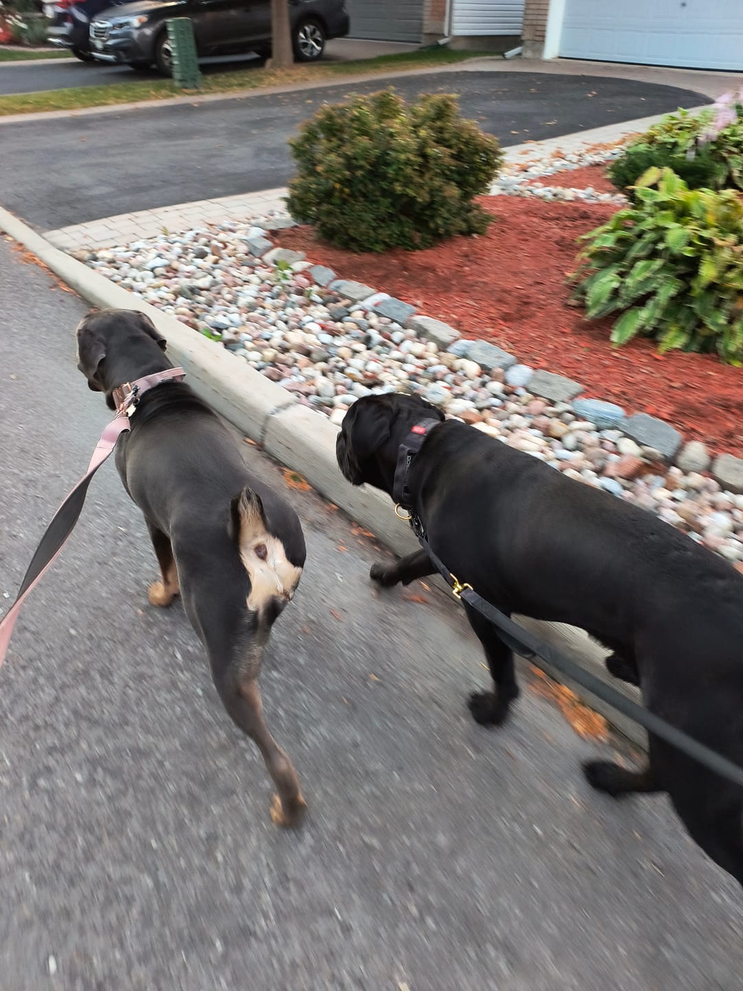 Customer photo review of Tacti Luxe Dog Leash - Gold Camo