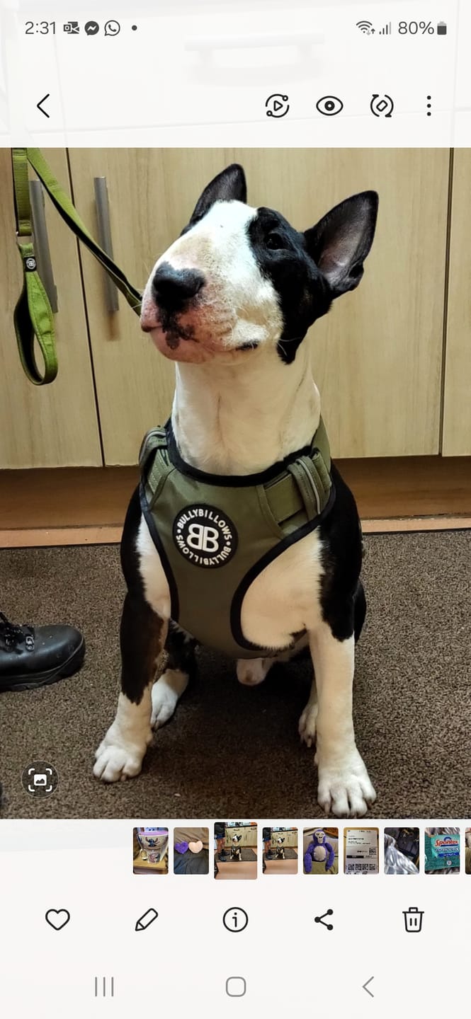 Customer photo review of Premium Comfort Harness | Non Restrictive & Adjustable - Khaki