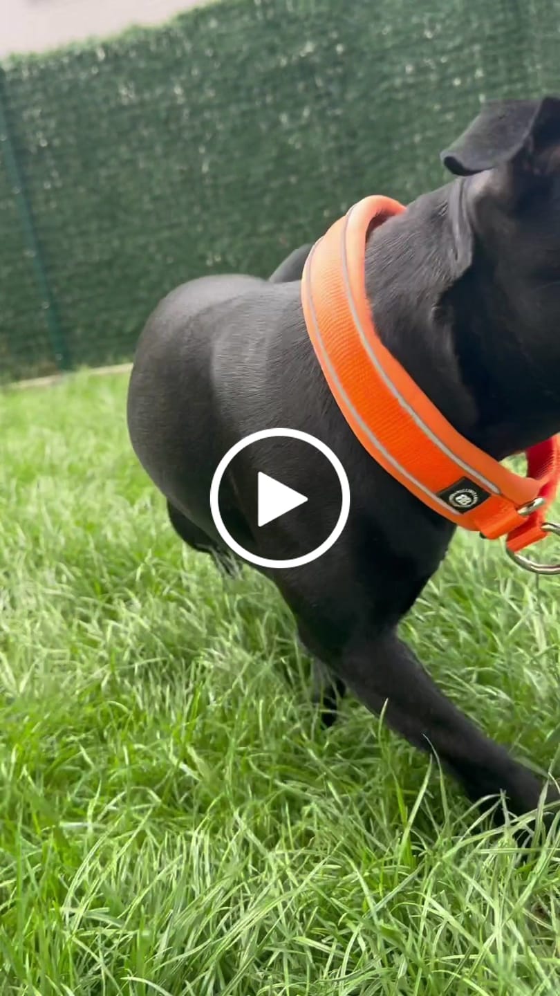 Customer video review of 3cm Slip on Collar | Soft Padded & Reflective - Orange v2.0