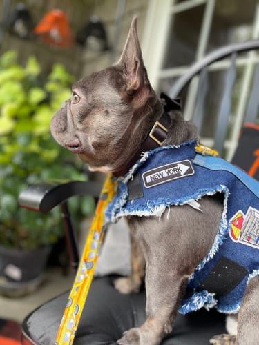 Customer photo review of NYC Harness