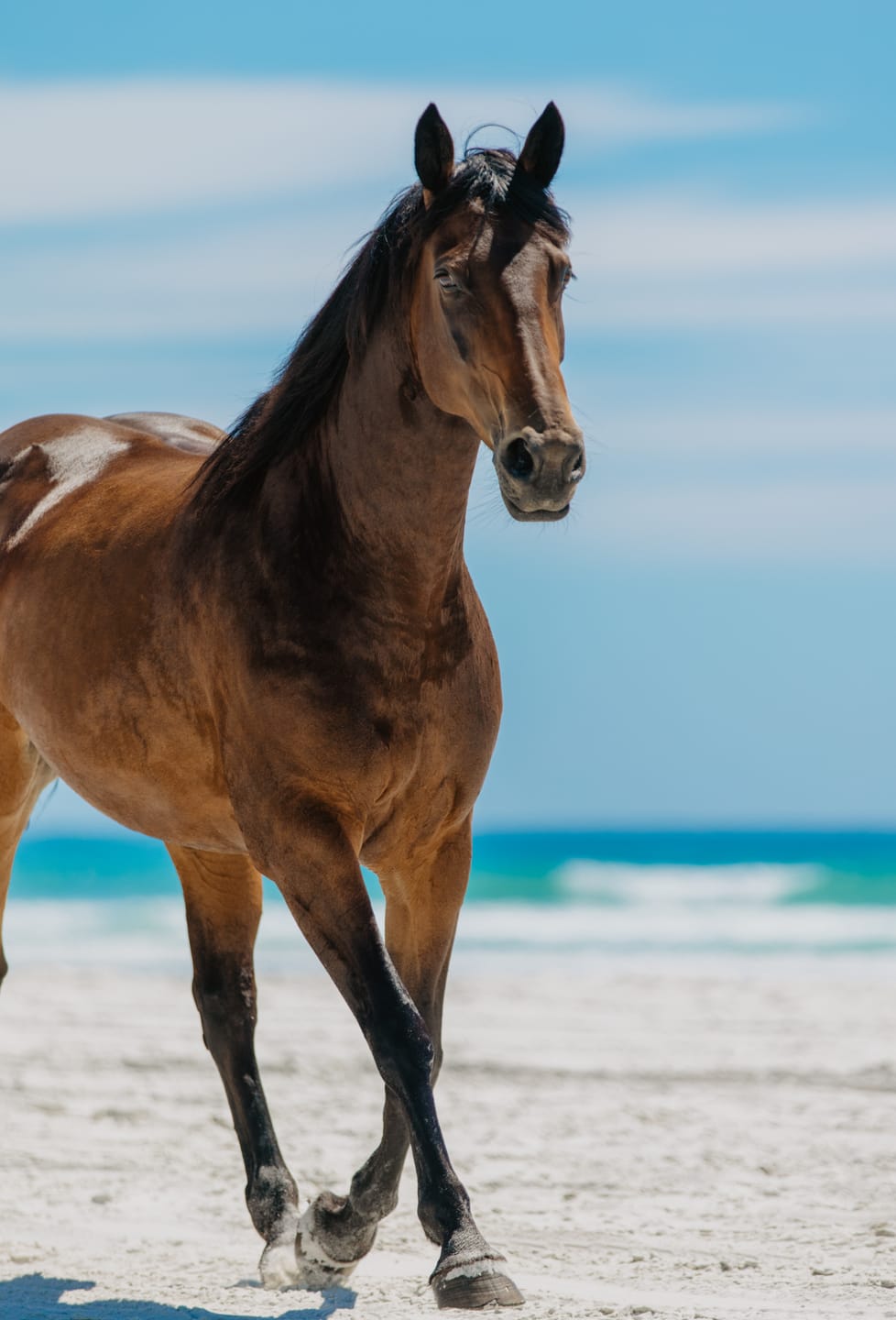 Customer photo review of Digestive RP - Sporthorse gut supplement
