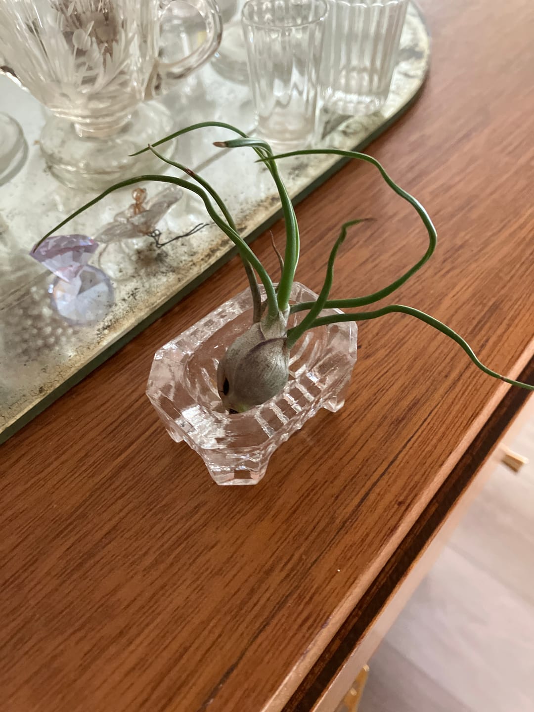 Customer photo review of Bulbosa