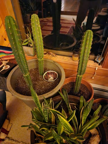 Customer photo review of Non-PC San Pedro Cactus | Trichocereus pachanoi