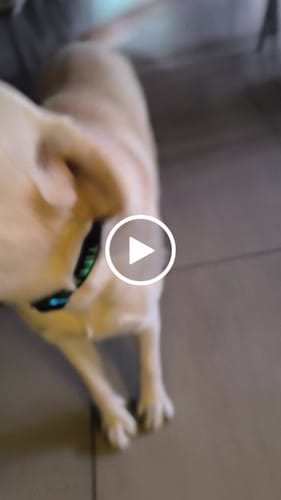 Customer video review of Kit Completo Nero Blu : Collare 3 cm + Guinzaglio