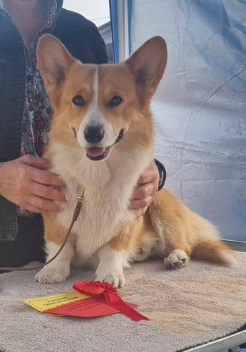 Customer photo review of Hand-harvested Irish Seaweed Plaque Remover for Dogs & Cats (200g)