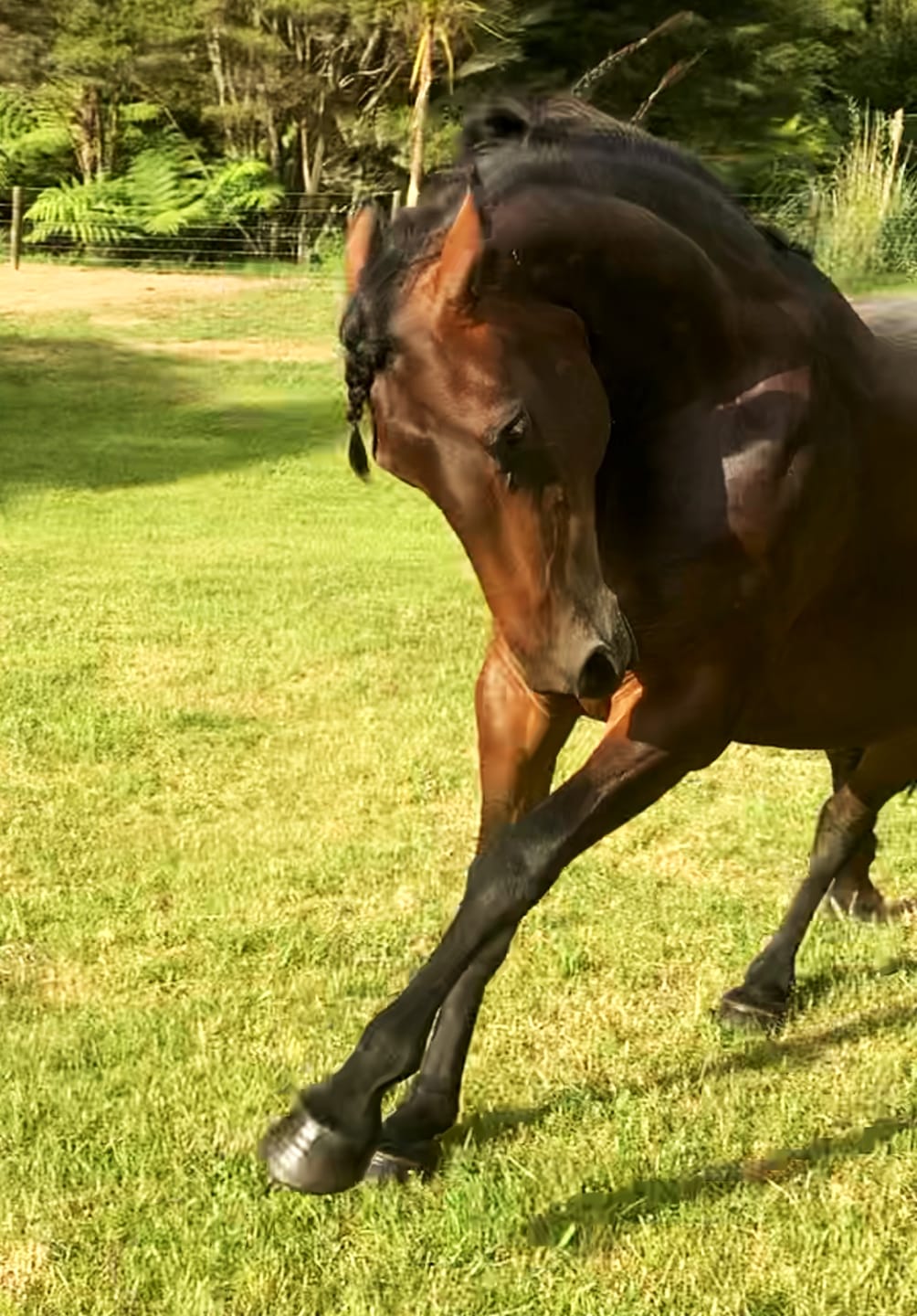 Customer photo review of EquiBind