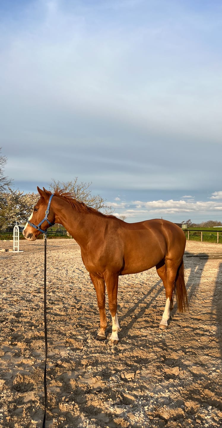 Customer photo review of Digestive RP - Sporthorse gut supplement