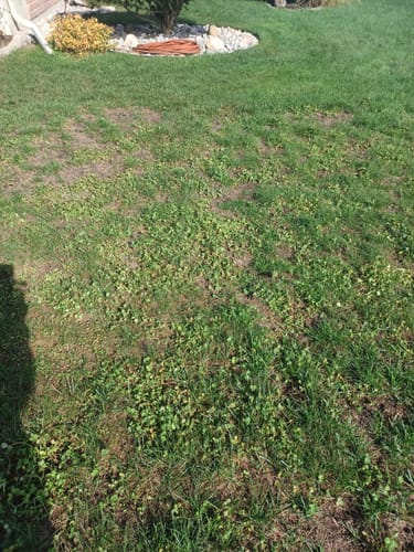 Customer photo review of Par 3 Herbicide Lawn Weed Killer 4L